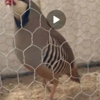 پرنده خانگی