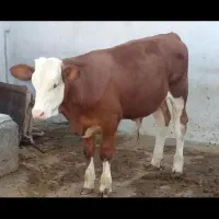 عرضه فروش گوساله ۱۰۰ کیلو الی ۴۰۰ کیلو|حیوانات مزرعه|مشهد, حرم مطهر رضوی|دیوار