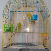 مرغ عشق هلندی