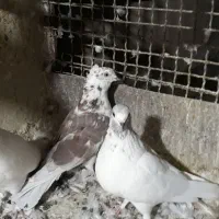 کبوتر|پرنده|اندیشه, اندیشه فاز ۵|دیوار