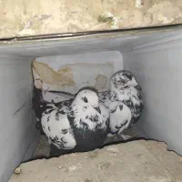 تعدادی کبوتر بزک تهرونی کاشونی شازده پلاکی