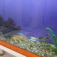 آکواریوم|ماهی|نیشابور, مازول|دیوار