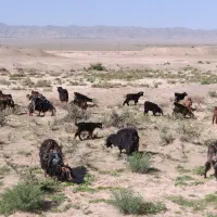 بز شیری و بزغاله