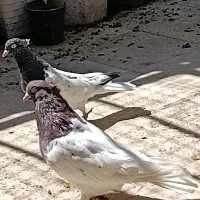 کله سرخ ،کله سیاه