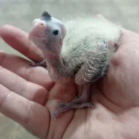 طوطی عروس هلندی|پرنده|اصفهان, میرعماد|دیوار