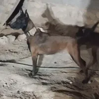 سگ مالینویز