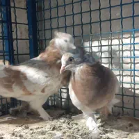کفتر سرور|پرنده|مشکین‌دشت, |دیوار
