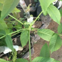 گردوخوشه ای پیوندی