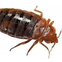 سم پاشی  ساس سوسک سمپاشی مطمئن واصولی