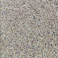 بذریونجه دستگیر|عمده‌فروشی|بهبهان, |دیوار