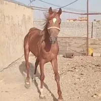 اسب نژاددار چستر، ۳ ساله، با برگه فدراسیون