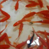 ماهی قرمز و تنگ ماهی عمده|ماهی|بوکان, |دیوار