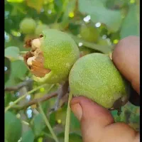 نهال گردوانگو)فیلم ببین اینجاخراسان شمالی هست