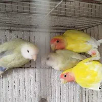 پرنده|پرنده|تهران, شهرک بعثت|دیوار