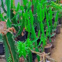 حراج گل های اپارتمانی|گل و گیاه طبیعی|رشت, عینک|دیوار