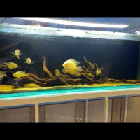 بلوآکارا .. سوروم .. لوچ