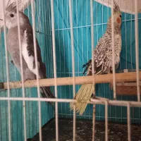 جفت عروس هلندی نزدیک به تخم جوجه|پرنده|زاهدان, |دیوار