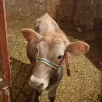 گوساله نر سویسی|حیوانات مزرعه|دیواندره, |دیوار