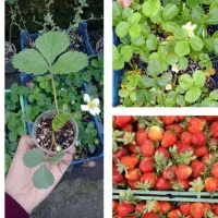 نشا توت فرنگی ارگانیک (هر نشا کلی بوته)