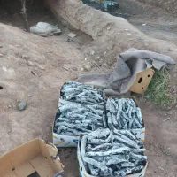 ذغال پسته رفسنجان
