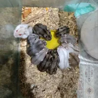 همستر کمپل|موش و خرگوش|تهران, بریانک|دیوار