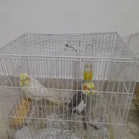 عروس هلندی لوتینو|پرنده|نهاوند, |دیوار