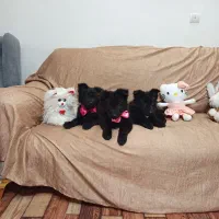 توله ژرمن بلک شپرد دوماهه|سگ|زرقان, |دیوار