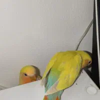 کوتوله طوطی برزیلی|پرنده|قدس, شهرقدس|دیوار