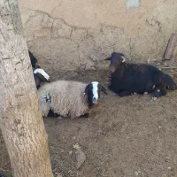 میش|حیوانات مزرعه|زنده رود, |دیوار