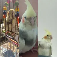 500مژدگانی|حیوانات|قم, شهدا|دیوار