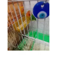 کوتوله گمشده