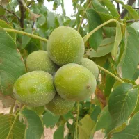 فروش نهال گردوی چهار ساله