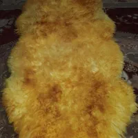 خز تو نو|فرش|ایرانشهر, |دیوار