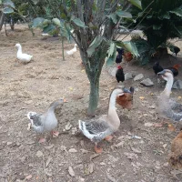 سه تا غاز قو لیندا و ی غاز معمولی