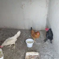 مرغ وخروس