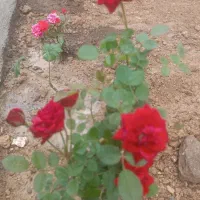 خانه‌ای تازه ساخت، بزرگ حیاط‌دار