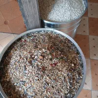 نر پلنگ|پرنده|کرمان, |دیوار