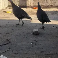 دوعددبقلمون برنزه سالموجوان