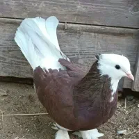 کبوتر شازده|پرنده|ماهنشان, |دیوار