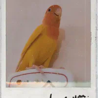 طوطی برزیلی