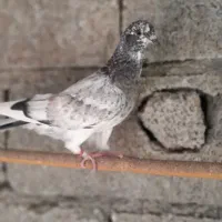 کبوتر ایرانی