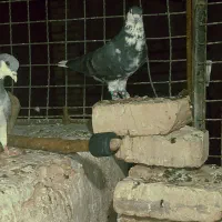 شهری گلدار|پرنده|شیراز, رحمت‌آباد|دیوار