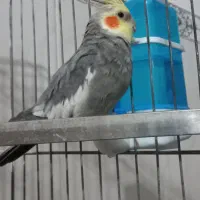 فروشی|پرنده|رباطکریم, الارد|دیوار