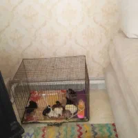 قفس پرنده