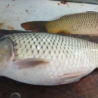 ماهی کپور تازه دریای خزر - پاک کرده