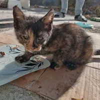 بچه گربه رایگان