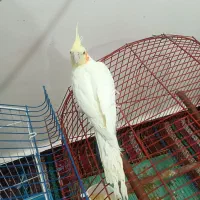 عروس هلندی گمشده|پرنده|شوشتر, |دیوار