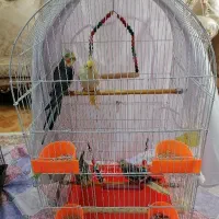 یک جفت عروس‌هلندی دستی بالغ