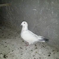 کبوتر پلاکی