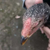 خروس لاری اصیل افغان